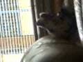 videos de My dalmatian Cruz sleeping
