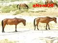 Male horse trying to have sex