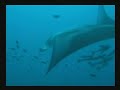 Maldives Wreck Diving And Manta Rays 08-2008