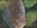 The Professional Discus Hobbyist and Breeder.