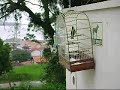 CURIO CHOROR�