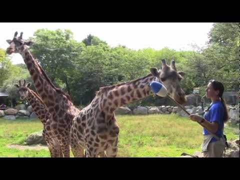 how to become zookeeper