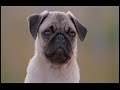Milo and Otis part 3 Milo and Otis part 3