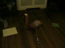 Half_life