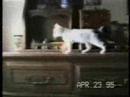 The Animals Best Comedies 2008 Perfect Comedies Animals Show The Animals Best Comedies 2008 Perfect Comedies Animals Show