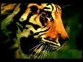 Los Tigres Del Norte - \"La Reina Del Sur\" TV Spot