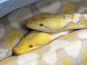 SnakeBytesTV-Snake Porn!