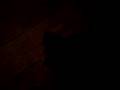 videos de MY NEW PUPPY