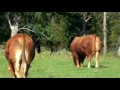 Limousin Bulls for Sale