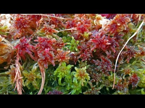 how to fertilize irish moss