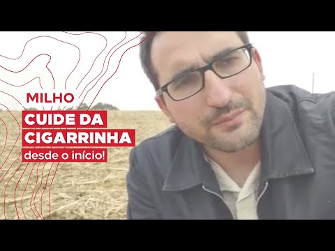 Especialista dá orientação certeira para não perder potencial produtivo do milho para a cigarrinha