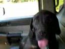 Fila Brasileiro Riding Shotgun