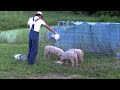 Pasture Made Pigs get some Goat Milk