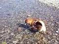 Click here to watch this video 柴犬もどきの華♪ 川の中～♪