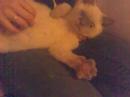 Relaxed Pointy