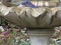 Bluebirds taking a bath