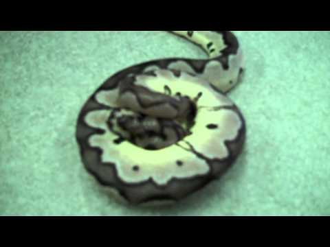 YouTube reptile video