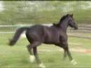 Ferrone - 2YO Hanoverian Gelding Ferrone - 2YO Hanoverian Gelding