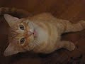 Most Annoying Meow