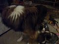 Emma and her 4 week old sheltie puppies