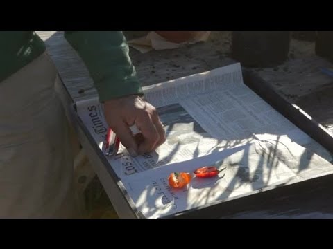 how to dry seeds to plant