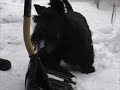 murray-the-scottie-chases-a-shovel.html