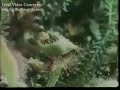 Drosera Hunting Animals Drosera Hunting Animals