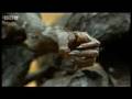 Apes, chimpanzee and other animals in Africa endangered by poaching - Ape Hunters - BBC