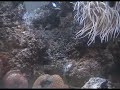Quisquilla de mi charca intermareal cantabrica. Acuario 2