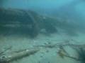 Unidentified-Shrimp-