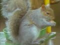 Squirrel Obstacle Course