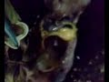 bsn 1r zoology 100 laboratory - disectio0n of the frog