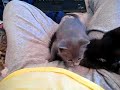 Kiwi Leaps and then Kitty Pile! Kiwi Leaps and then Kitty Pile!