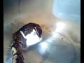 my snake eating a mouse part 2 of 4