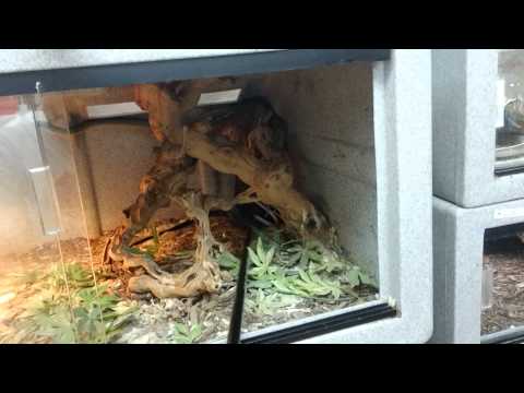 YouTube reptile video