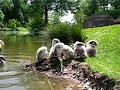 Famille de cygnes