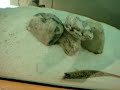Giant puffer ???? Giant puffer ????