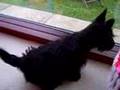 Scottish Terrier Puppy 13 weeks old looking out for squirrel