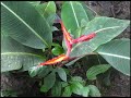 Costa  Rica 2 of 3