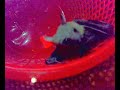Paniki - Batman