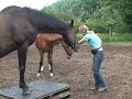 Spelen met paarden Spelen met paarden