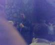 England cricket team and barmy army Napier