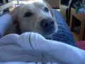 schattig hondje 4 schattig hondje 4