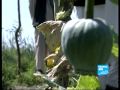 Afghanistan: the fight against opium