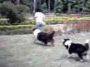 Ch.Fairieland Moonlife Banshee & Fairieland Byron The Brave
