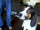 singing-doggie.html
