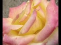 AS ROSAS NÃO FALAM - CARTOLA AS ROSAS NÃO FALAM - CARTOLA