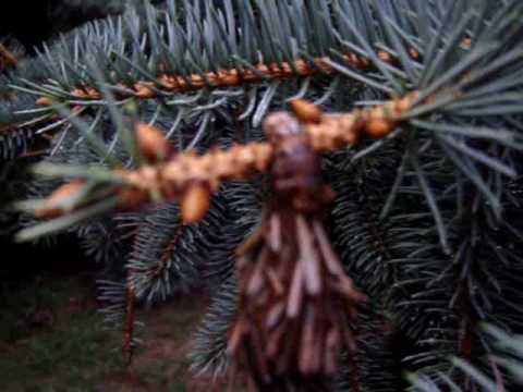 Bagworm