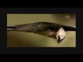 Cute Animal World Cup - Song  (This Time for Africa) by Shakira