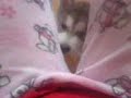 nanook nanook